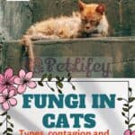 Fungi in cats: types, contagion and prevention