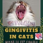 Gingivitis-in-cats-What-is-it-causes-and-treatment-1a