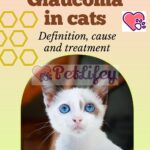 Glaucoma in cats: definition, cause and treatment