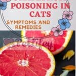 Grapefruit-poisoning-in-cats-symptoms-and-remedies-1a