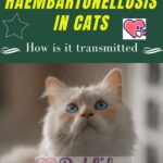 Haembartonellosis in cats: how is it transmitted