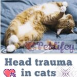Head trauma in cats: symptoms and treatment