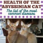 Health-of-the-Abyssinian-cat-the-list-of-the-most-common-diseases-1a