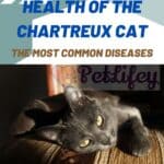 Health of the Chartreux cat: the most common diseases
