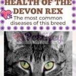 Health of the Devon Rex: the most common diseases of this breed