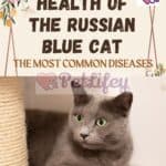 Health-of-the-Russian-Blue-cat-the-most-common-diseases-1a
