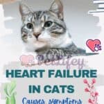 Heart failure in cats: causes, symptoms and treatment