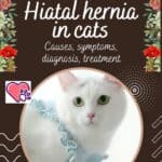 Hiatal-hernia-in-cats-causes-symptoms-diagnosis-treatment-1a