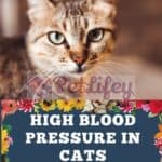 High blood pressure in cats: symptoms and remedies