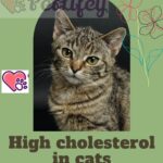 High cholesterol in cats: causes, symptoms and treatment
