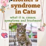 Horner's syndrome in Cats: what it is, causes, symptoms and treatment