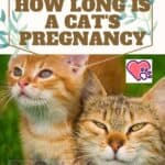 How long is a cat's pregnancy