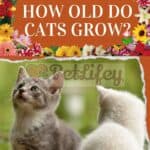 How old do Cats grow?