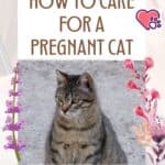 How to care for a pregnant cat