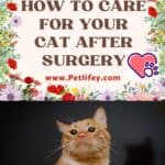 How-to-care-for-your-cat-after-surgery-1a