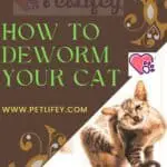 How to deworm your cat