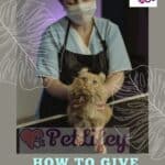 How to give your cat an IV: all you need to know