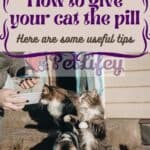 How to give your cat the pill: here are some useful tips