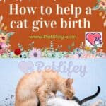 How-to-help-a-cat-give-birth-1a