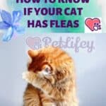 How-to-know-if-your-cat-has-fleas-1a