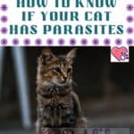 How-to-know-if-your-cat-has-parasites-1a