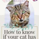 How to know if your cat has ringworm