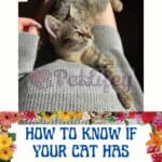 How-to-know-if-your-cat-has-toxoplasmosis-1a