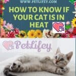 How to know if your cat is in heat
