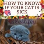 How to know if your cat is sick