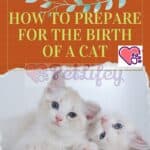 How to prepare for the birth of a cat
