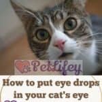How-to-put-eye-drops-in-your-cats-eye-all-you-need-to-know-1a