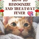 How to recognize and treat cat fever