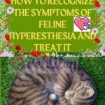 How-to-recognize-the-symptoms-of-feline-hyperesthesia-and-treat-it-1a