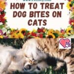 How to treat dog bites on cats