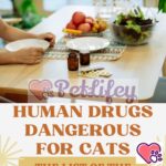Human drugs dangerous for cats: the list of the most common meds