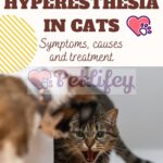 Hyperesthesia in cats: symptoms, causes and treatment