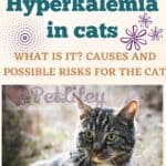 Hyperkalemia in cats, what is it? Causes and possible risks for the cat