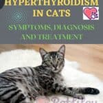 Hyperthyroidism-in-cats-symptoms-diagnosis-and-treatment-1a