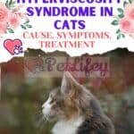 Hyperviscosity-Syndrome-in-Cats-cause-symptoms-treatment-1a