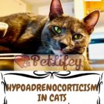 Hypoadrenocorticism-in-cats-cause-symptoms-and-treatment-1a