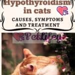 Hypothyroidism in cats: causes, symptoms and treatment