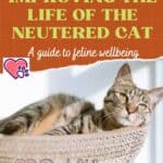 Improving the life of the neutered cat: a guide to feline wellbeing