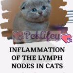 Inflammation-of-the-lymph-nodes-in-cats-lymphadenopathy-1a