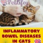 Inflammatory bowel diseases in cats: how to recognize and treat them