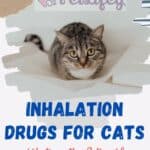 Inhalation drugs for cats, what are they? Possible adverse effects and advice