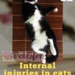 Internal injuries in cats: causes, symptoms and what to do