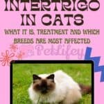 Intertrigo-in-cats-what-it-is-treatment-and-which-breeds-are-most-affected-1a