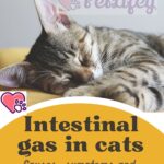 Intestinal gas in cats: causes, symptoms and treatment