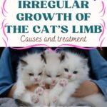Irregular growth of the cat's limb: causes and treatment