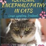 Ischemic encephalopathy in cats: cause, symptoms, treatment